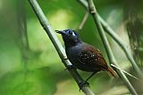 Chestnut-backed Antbird